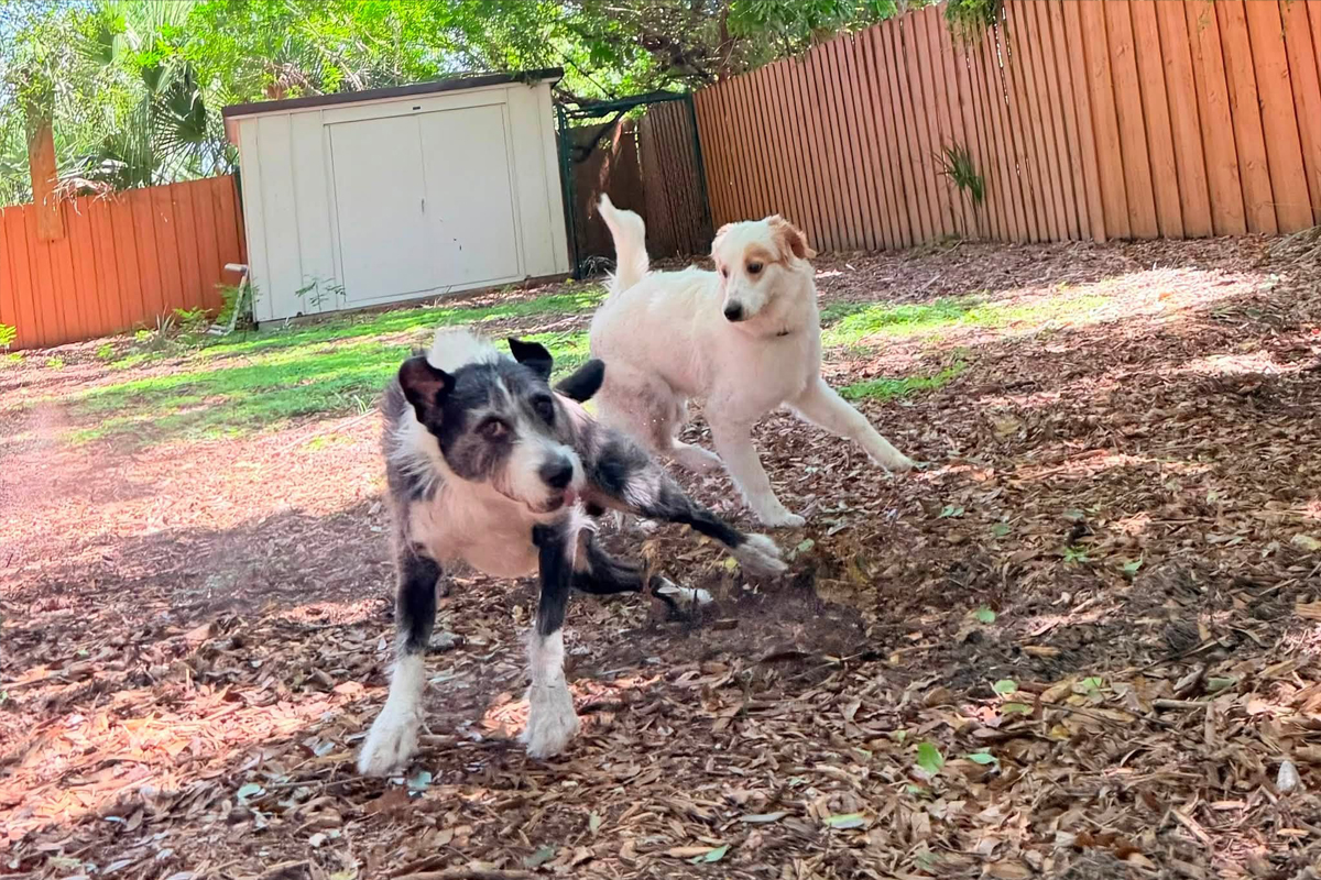 How Summer Schedule Changes Affect Multi Dog Homes