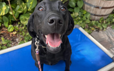 Teaching Your Dog to Stay Calm During Longer Summer Days