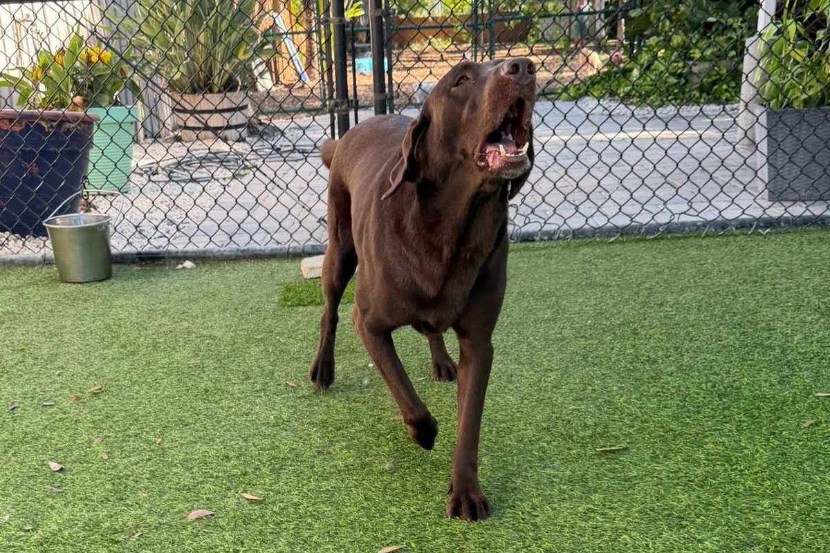 Why Some Dogs Struggle With Too Much Summer Freedom