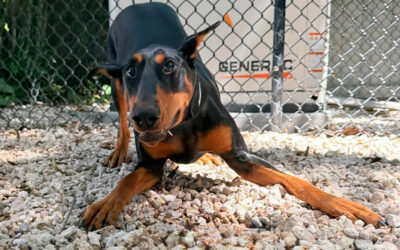 Training Your Dog to Stay Calm Around Open Doors in Summer