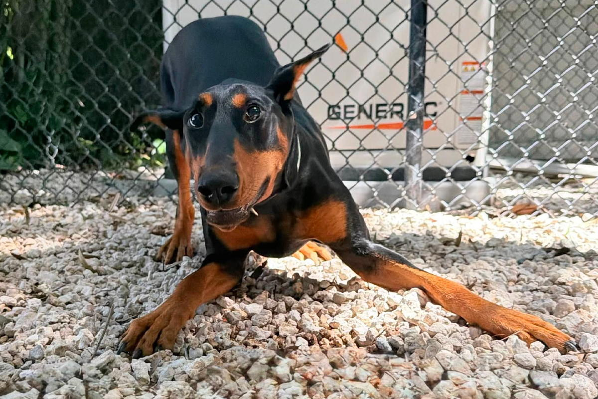 Training Your Dog to Stay Calm Around Open Doors in Summer