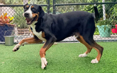Why Too Much Attention Can Create a More Demanding Dog