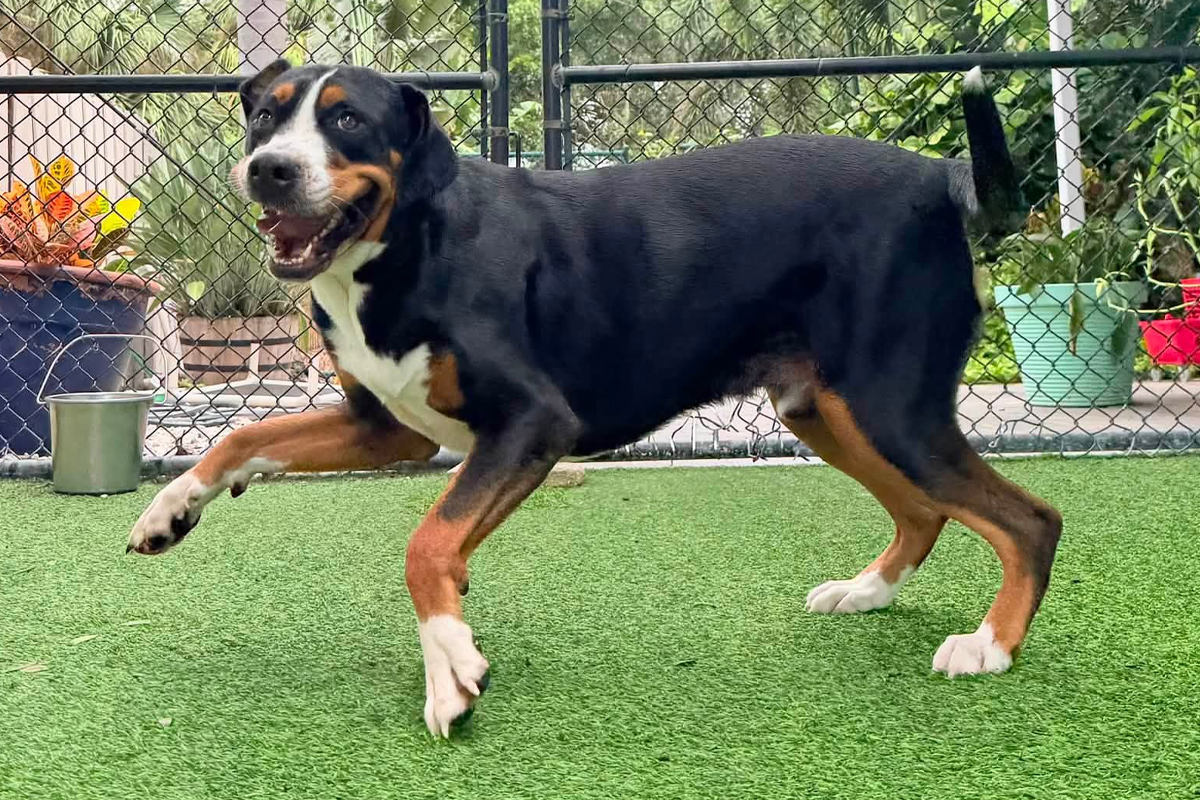 Why Too Much Attention Can Create a More Demanding Dog
