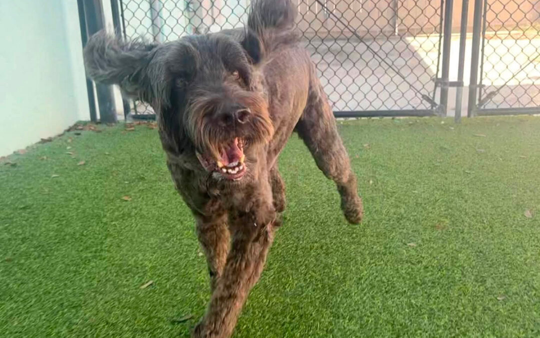 Why Calm Dogs Usually Have More Freedom at Home