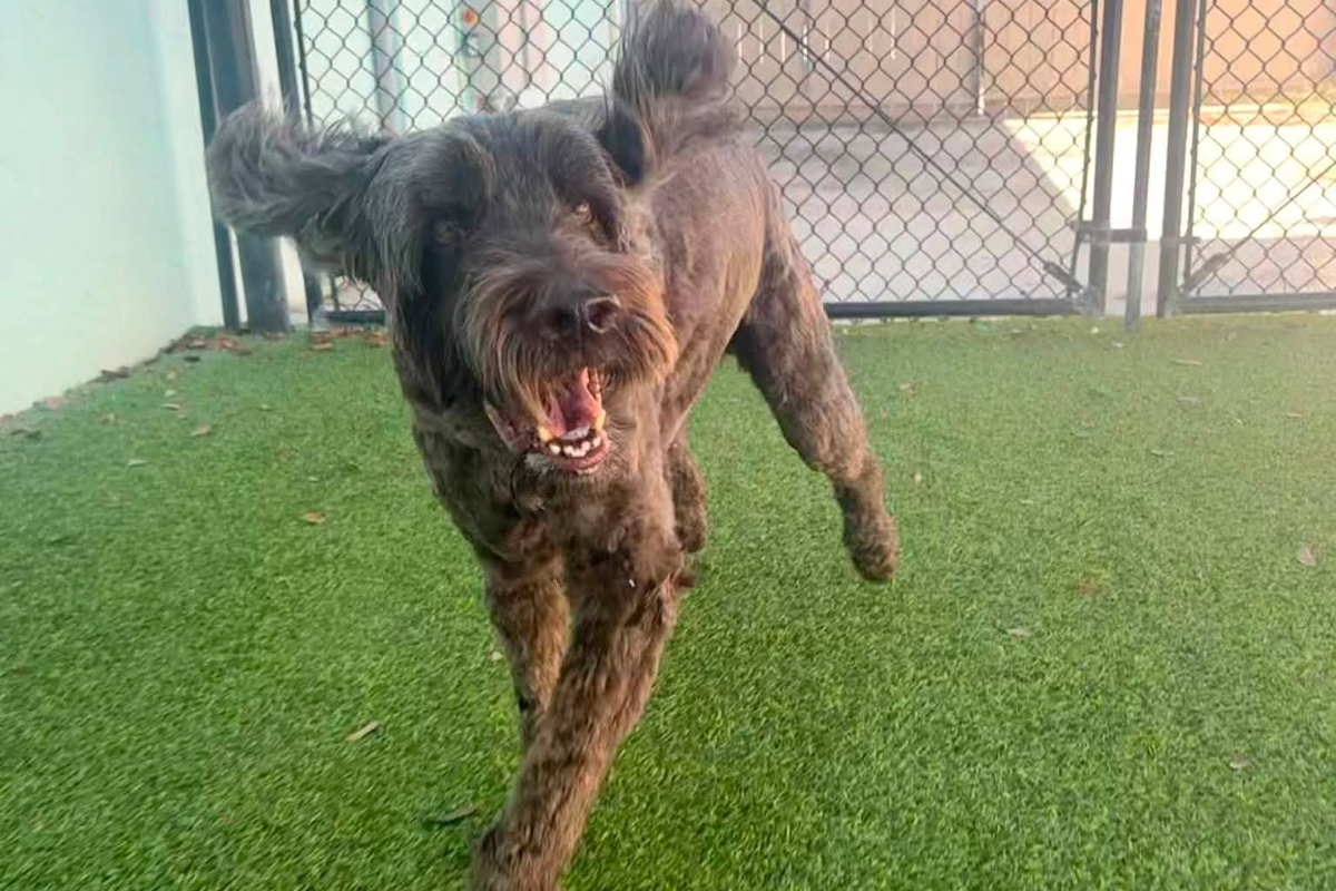 Why Calm Dogs Usually Have More Freedom at Home