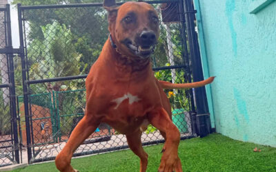 Helping Your Dog Adjust to a More Active Summer Household