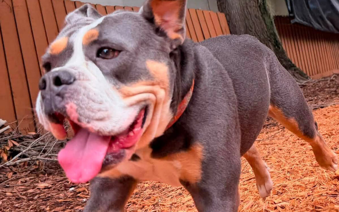 Why Your Dog Becomes Excited Before Anything Even Happens