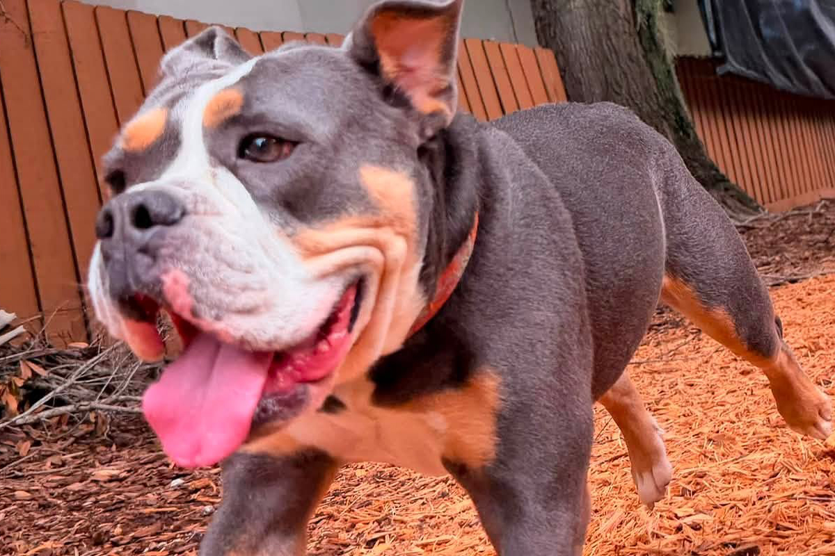 Why Your Dog Becomes Excited Before Anything Even Happens