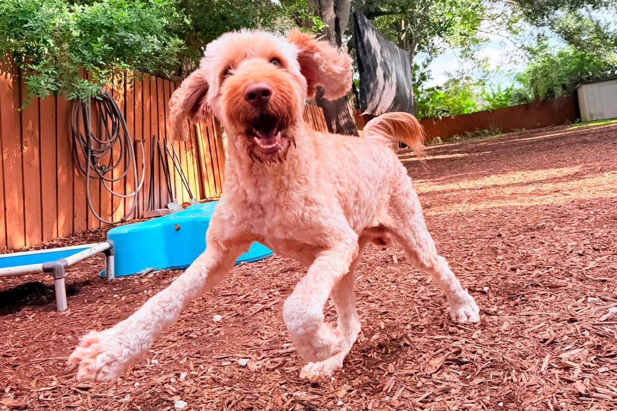 Dog From Getting Overstimulated During Summer Break