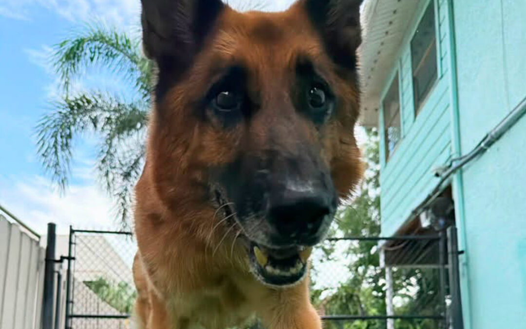 Why Your Dog Keeps Getting Up Every Time You Move