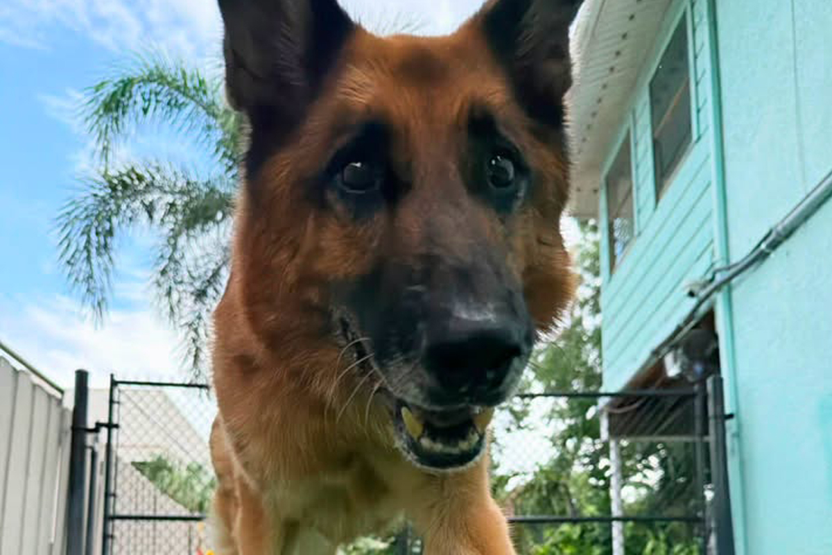 Why Your Dog Keeps Getting Up Every Time You Move
