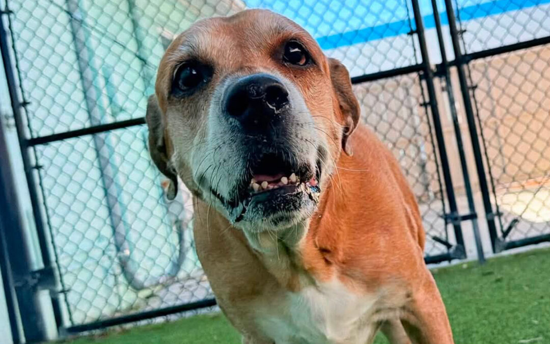 Why Your Dog Needs to Learn How to Handle Frustration