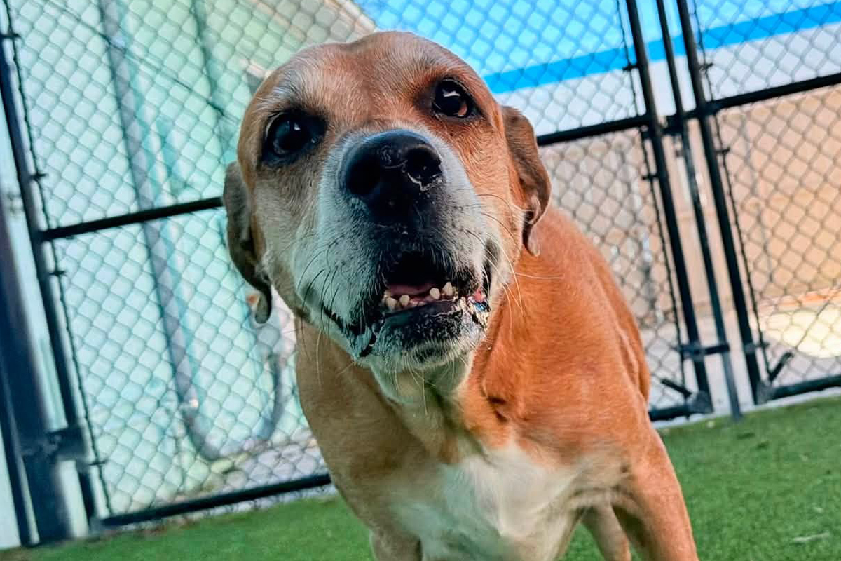 Why Your Dog Needs to Learn How to Handle Frustration