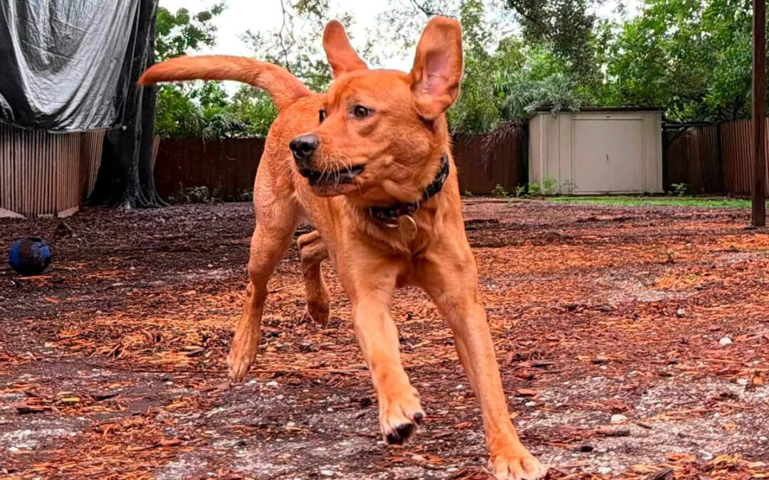 Dog Stay More Neutral Around Neighborhood Activity