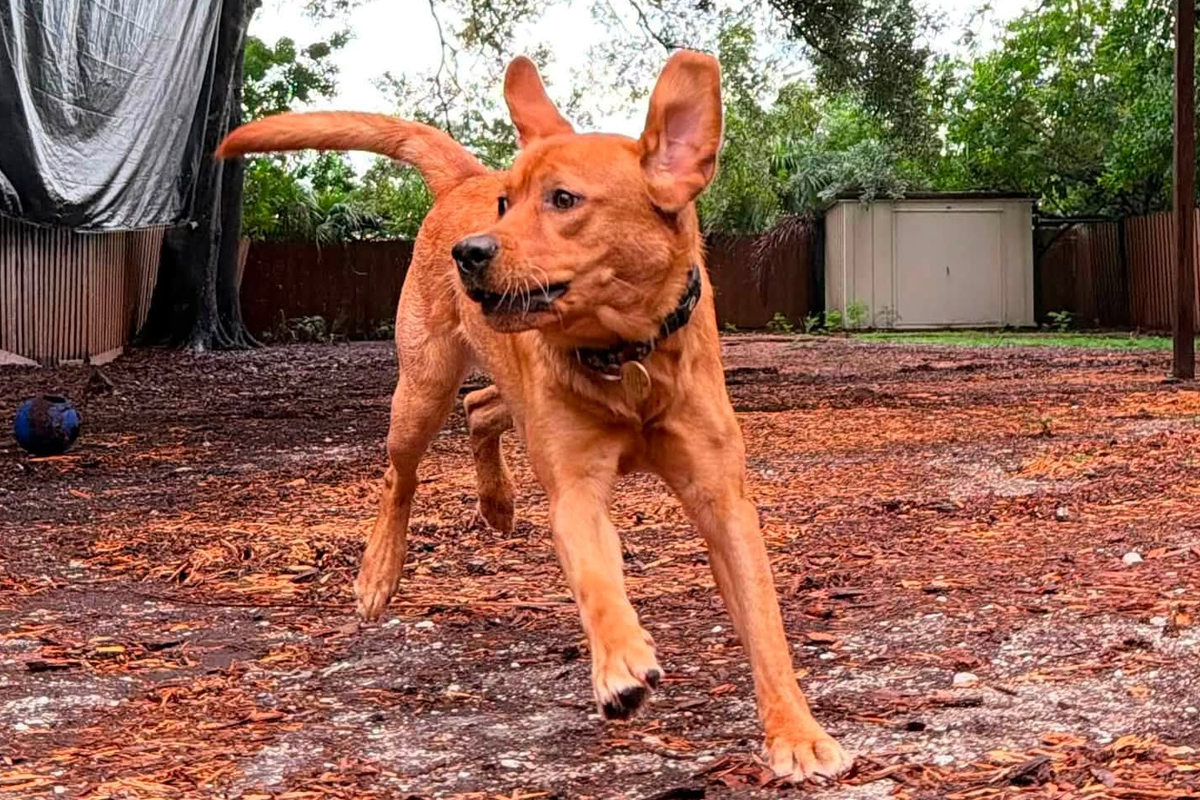 Dog Stay More Neutral Around Neighborhood Activity