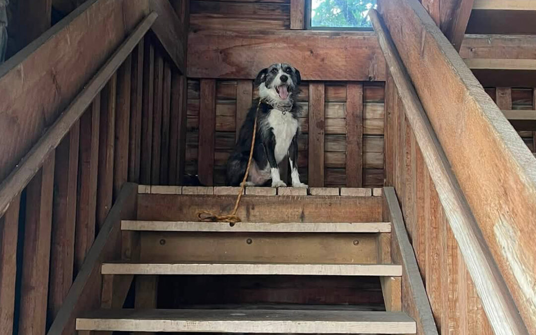 How to Stop Your Dog From Taking Over the Couch and Furniture