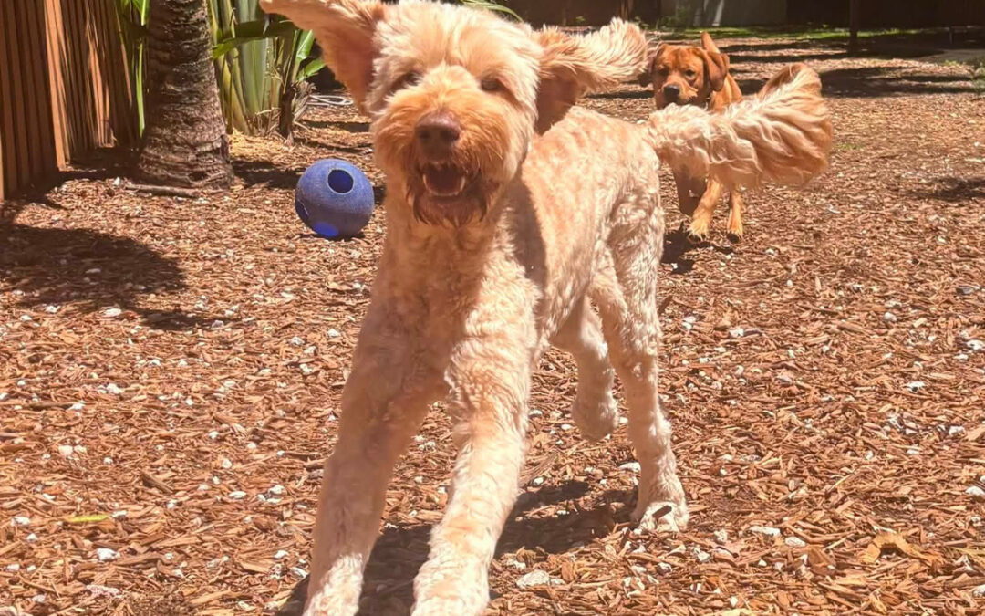 Why Dogs Become Harder to Manage When Rules Keep Changing