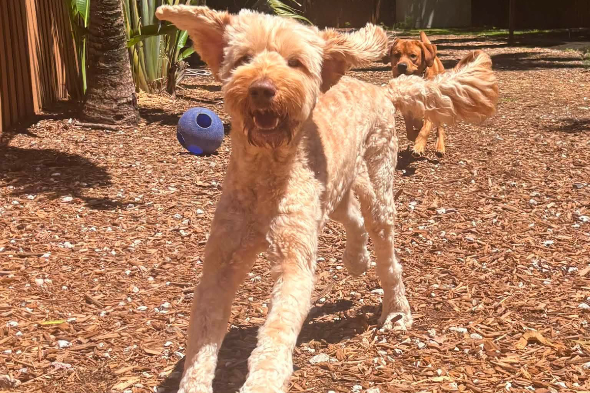 Why Dogs Become Harder to Manage When Rules Keep Changing