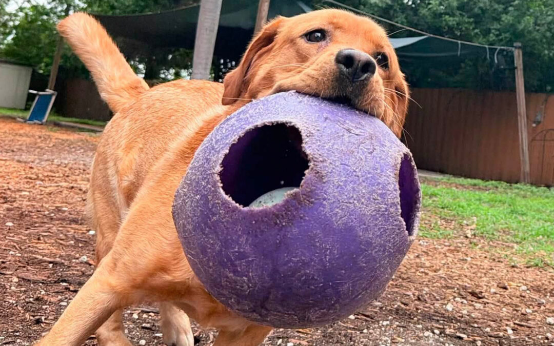 Why Some Dogs Become More Difficult as the Day Goes On