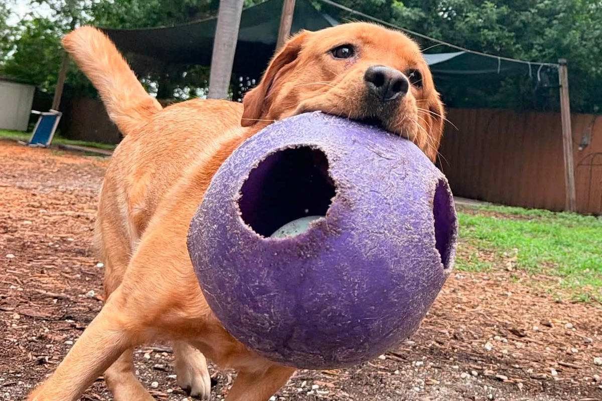 Why Some Dogs Become More Difficult as the Day Goes On