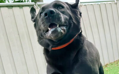 Why Some Dogs Become More Vocal During the Summer