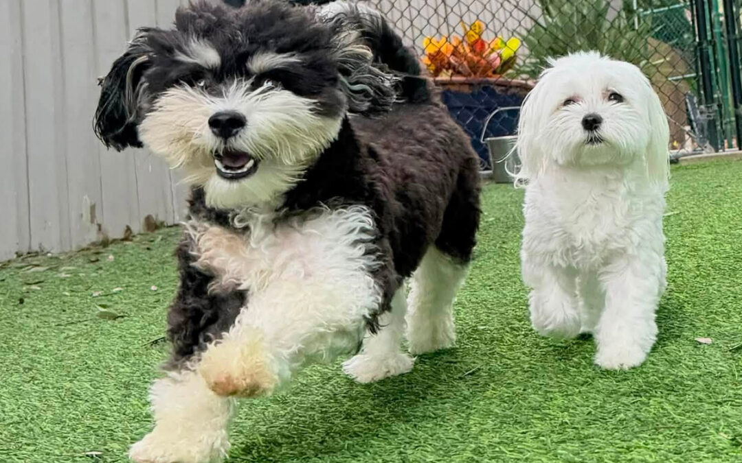 Why Dogs Need Clear Rules Around Human Food