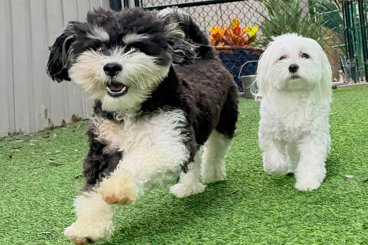 Why Dogs Need Clear Rules Around Human Food