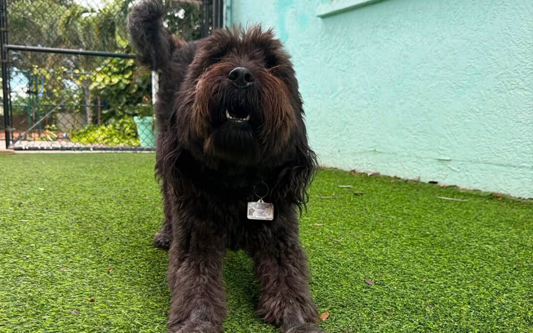 Why Dogs Need to Learn That Attention Has Boundaries