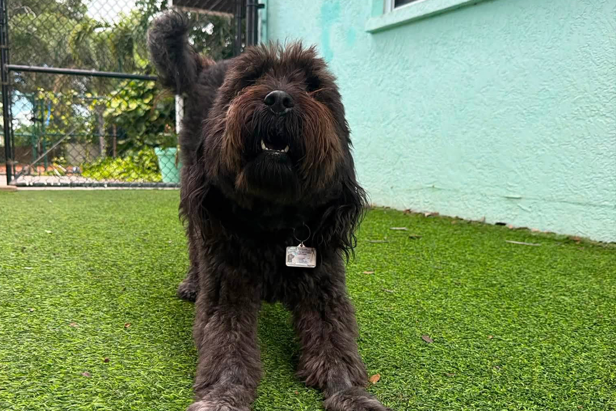 Why Dogs Need to Learn That Attention Has Boundaries