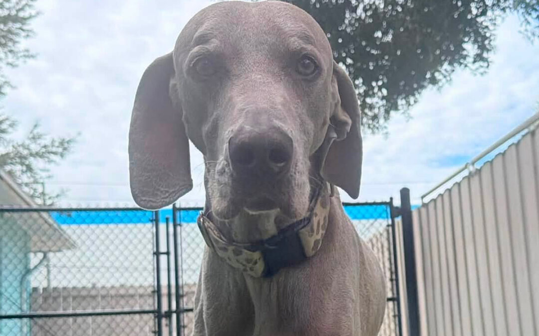 Why Dogs Test Boundaries Even After They Know the Rules