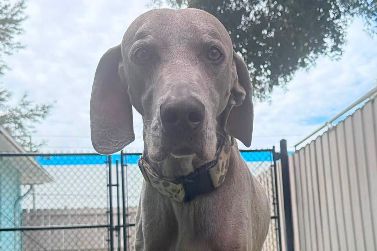 Why Dogs Test Boundaries Even After They Know the Rules