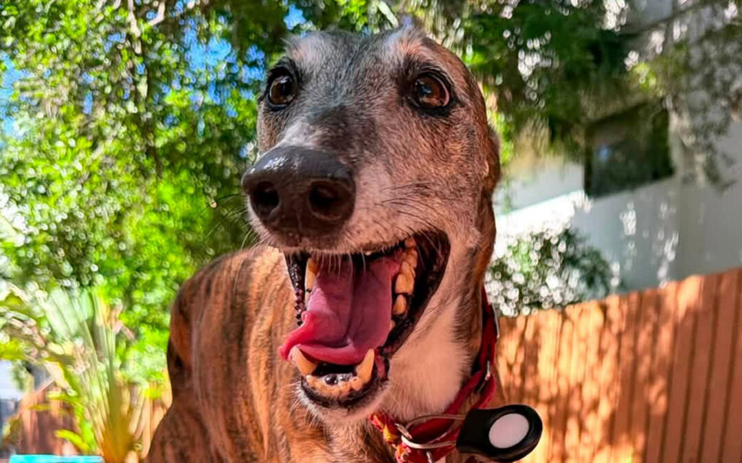 How to Reset Your Dog After a Wild Summer