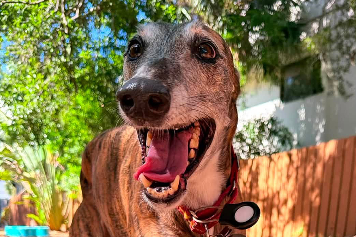 How to Reset Your Dog After a Wild Summer