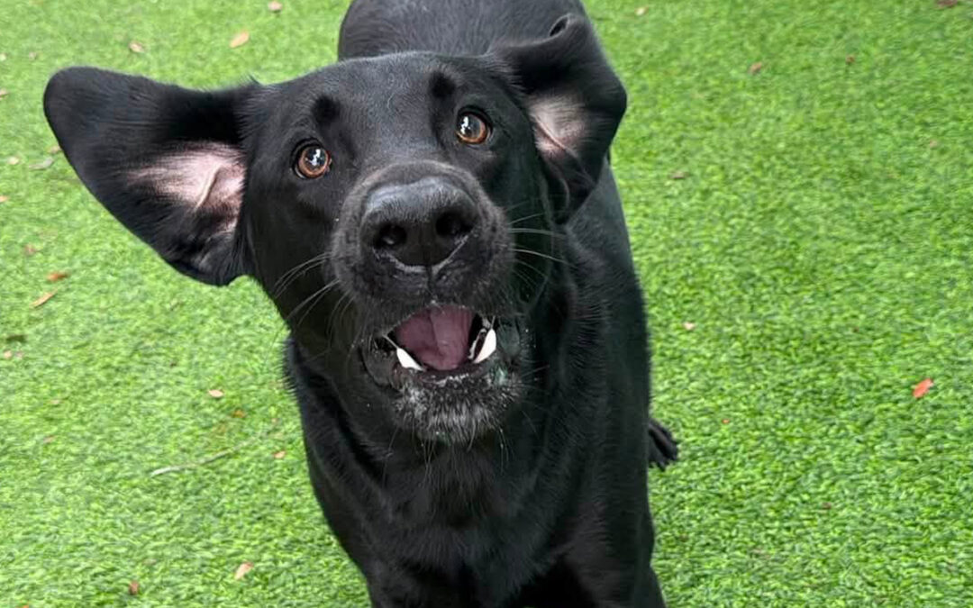 How to Stop Your Dog From Barking When They Want Something