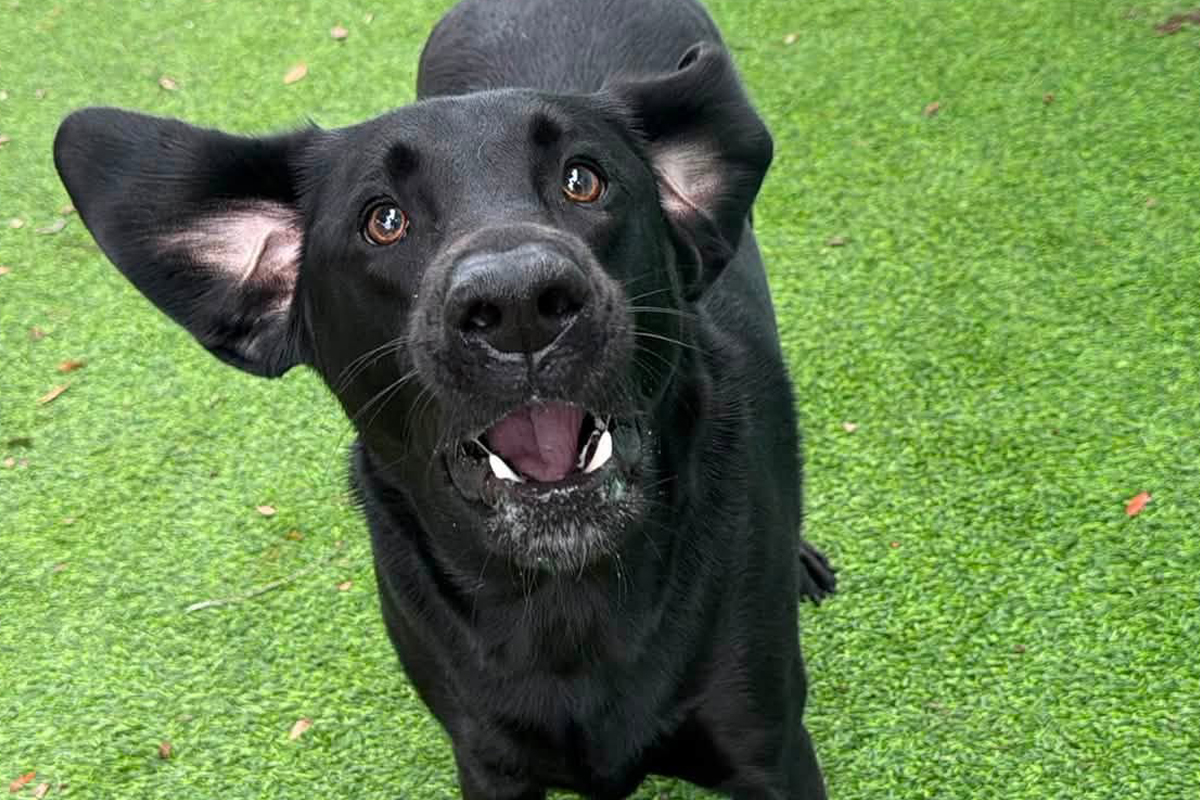 How to Stop Your Dog From Barking When They Want Something