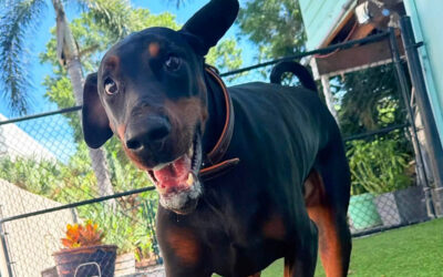 How to Stop Your Dog From Rushing Up to Everyone They See