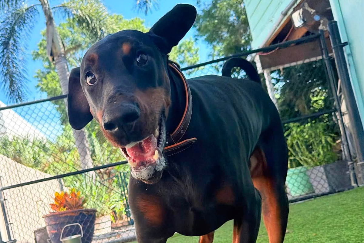 How to Stop Your Dog From Rushing Up to Everyone They See