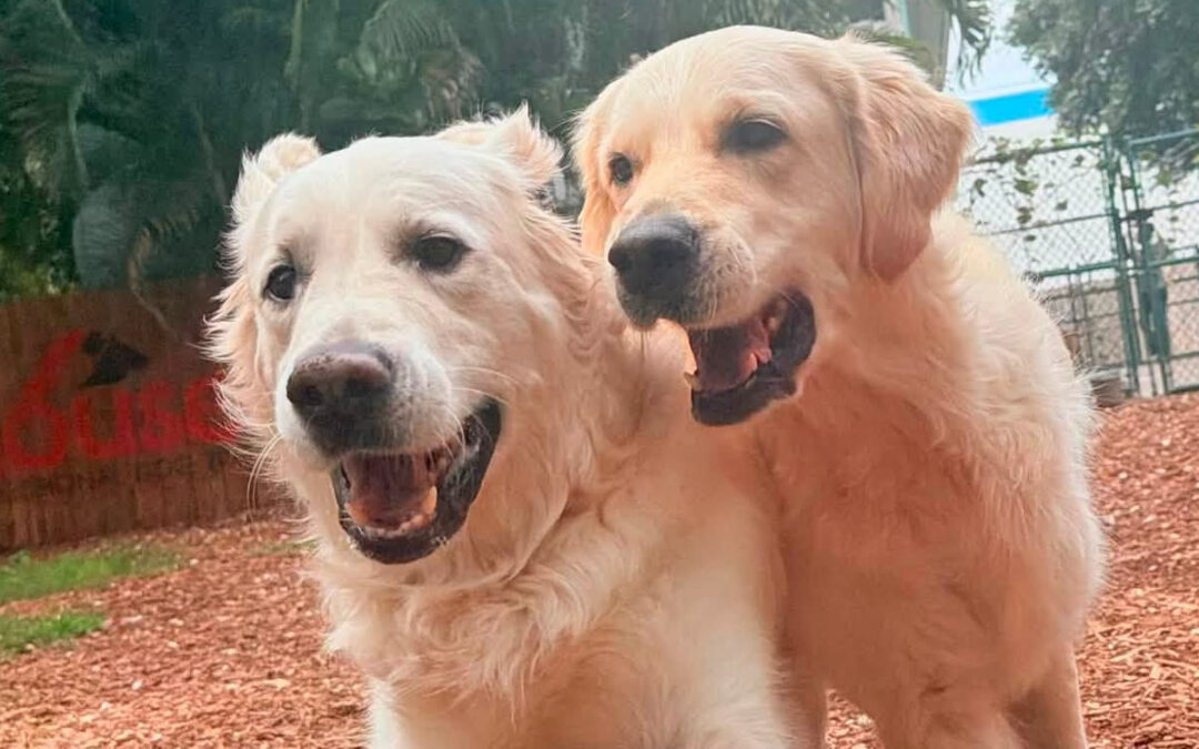 Why Summer Routines Can Make Some Dogs More Reactive