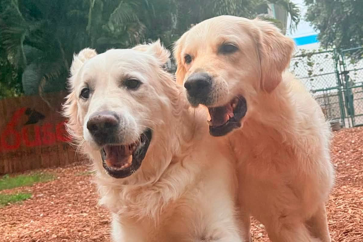 Why Summer Routines Can Make Some Dogs More Reactive