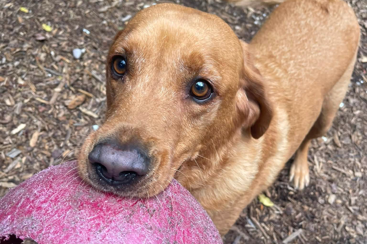 How to Teach Your Dog to Relax Without Constant Attention