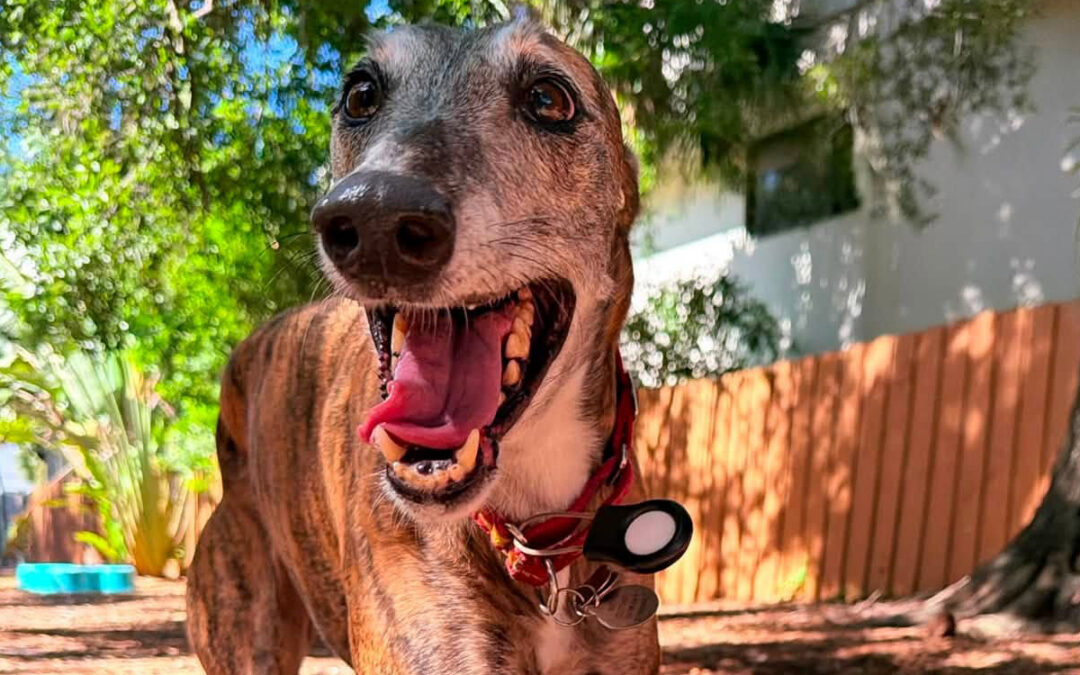 How to Teach Your Dog to Respect Personal Space