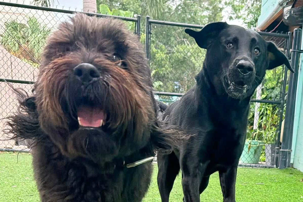 Teaching Your Dog to Wait Calmly Before Getting What They Want