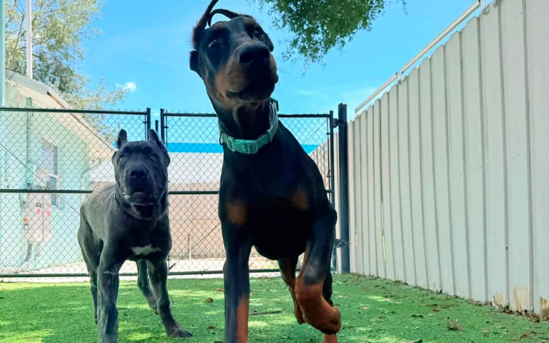 Training a Dog to Handle Summer Visitors Without Losing Control