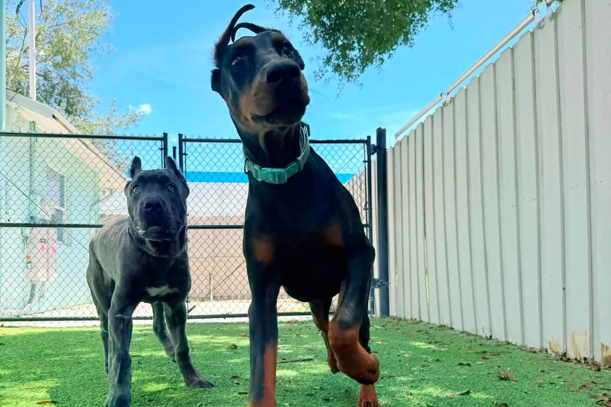 Training a Dog to Handle Summer Visitors Without Losing Control