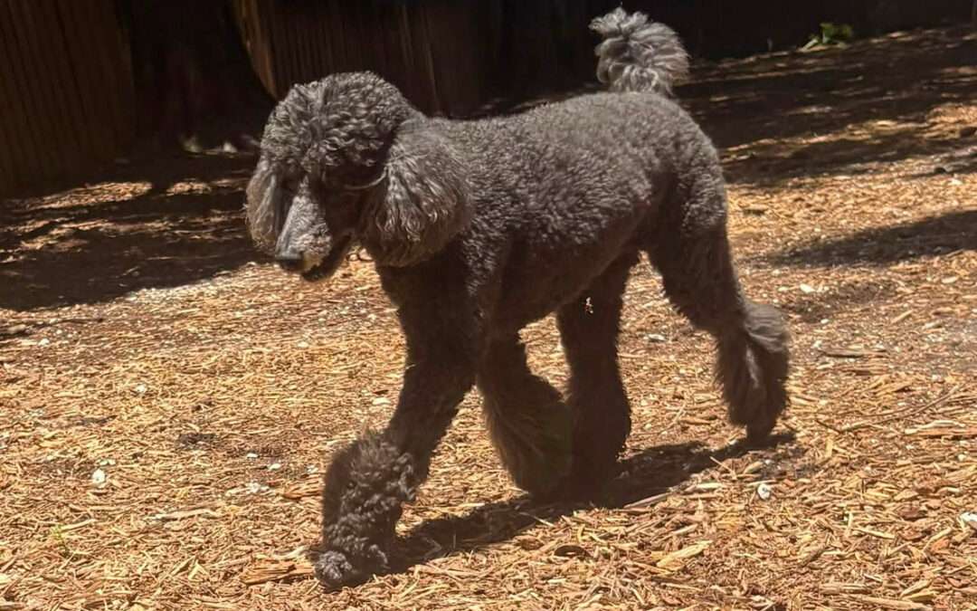 Why Some Dogs Struggle With Being Told No