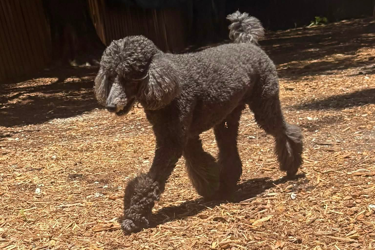 Why Some Dogs Struggle With Being Told No