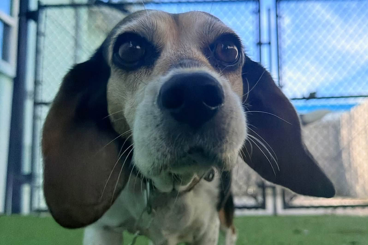 Why Distance From Distractions Matters During Dog Training