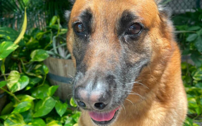 Why Your Dog Behaves Better for Some People Than Others