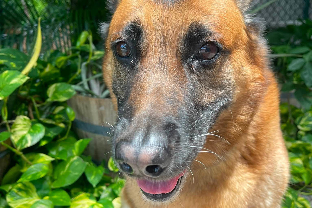 Why Your Dog Behaves Better for Some People Than Others