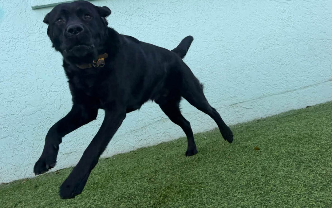 Why Your Dog Comes When Called Until Something Better Appears